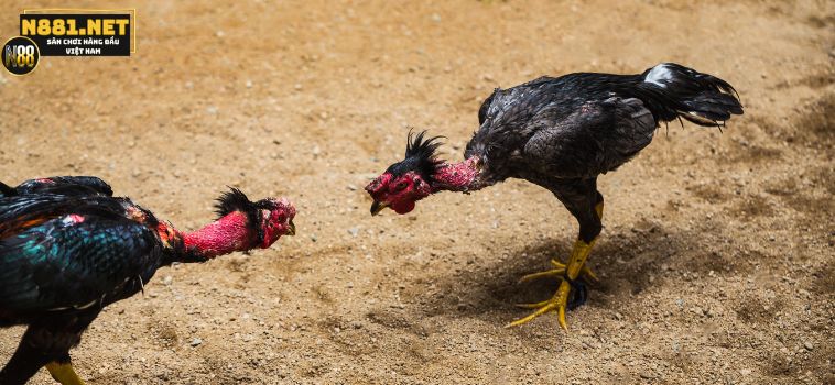 Tìm Hiểu Bí Quyết Chiến Thắng Với Đá Gà Cựa Sắt N88 2 17 6